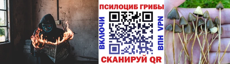 darknet формула  купить наркотики цена  Власиха  Псилоцибиновые грибы ЛСД 